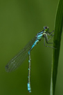 Coenagrion lunulatum